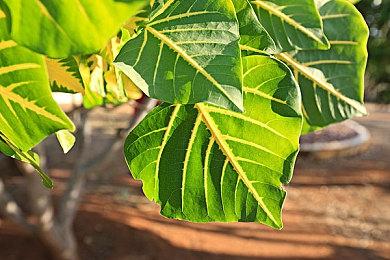 3月10日State of Play直播汇总 北欧女神系列新作公开