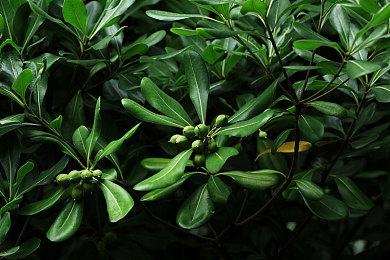 《宝可梦：大集结》“水晶灯火灵”演示 4月27日上线